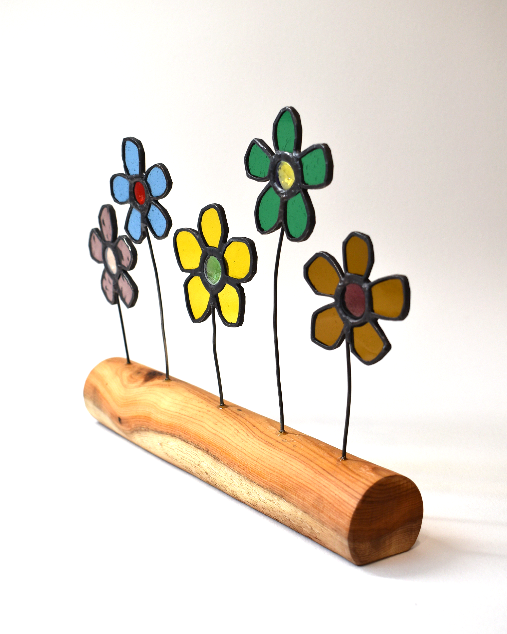 Colourful Daisies