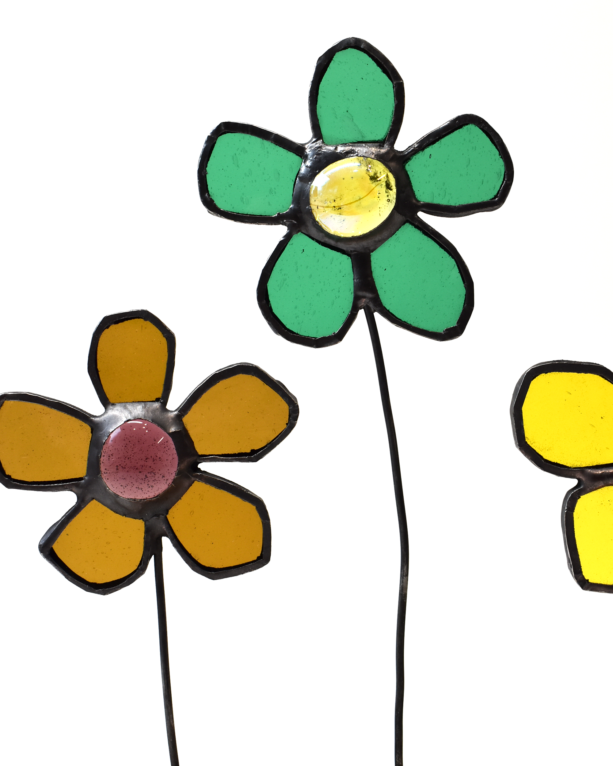 Colourful Daisies