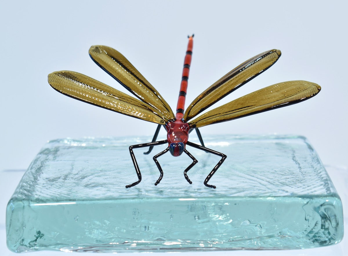 Dragonfly - Corley Studio Shop