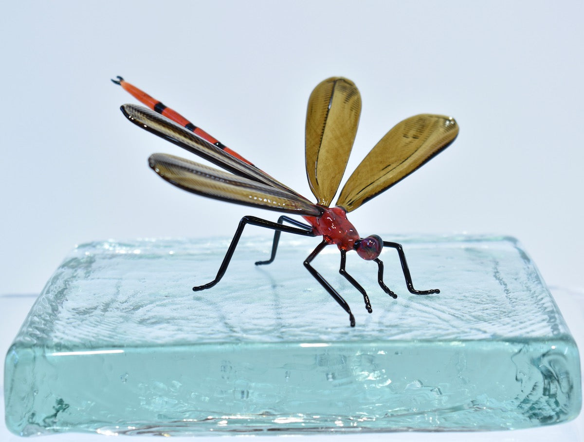 Dragonfly - Corley Studio Shop
