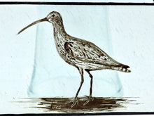 Load image into Gallery viewer, &#39;Curlew&#39;  - Hanging Panel
